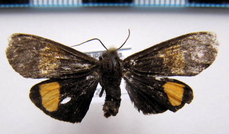 arctiidae_sp03_gf-standard.jpg