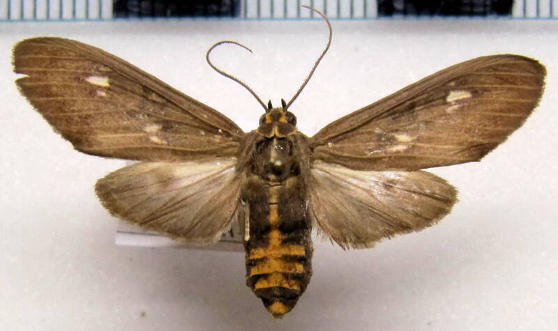 arctiidae_sp04_bol-standard.jpg