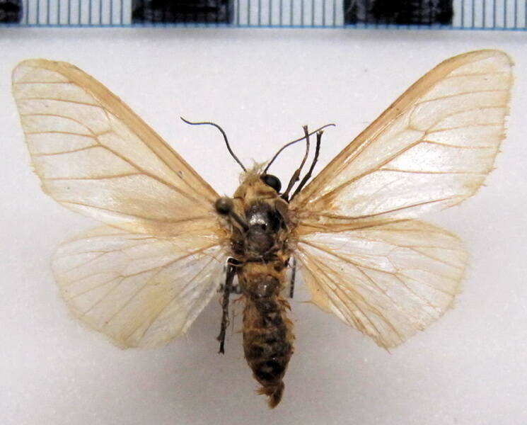 arctiidae_sp05_eq-standard.jpg