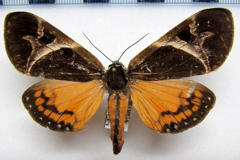Arctiidae_sp06_Mexique