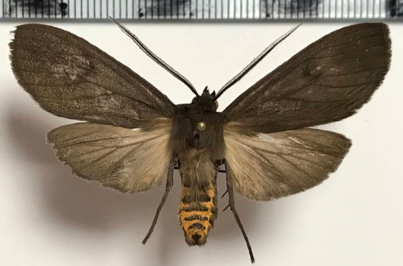 arctiidae_sp209_m_eq-standard.jpg