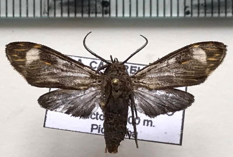 arctiinae_sp205_m_eq-standard.jpg