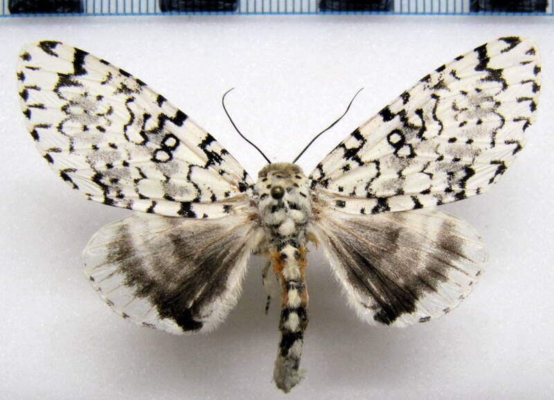 arctioptera_cavillator_f_Mexique