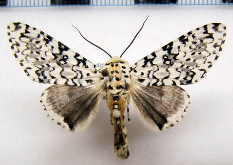 arctioptera_cavillator_m_Mexique