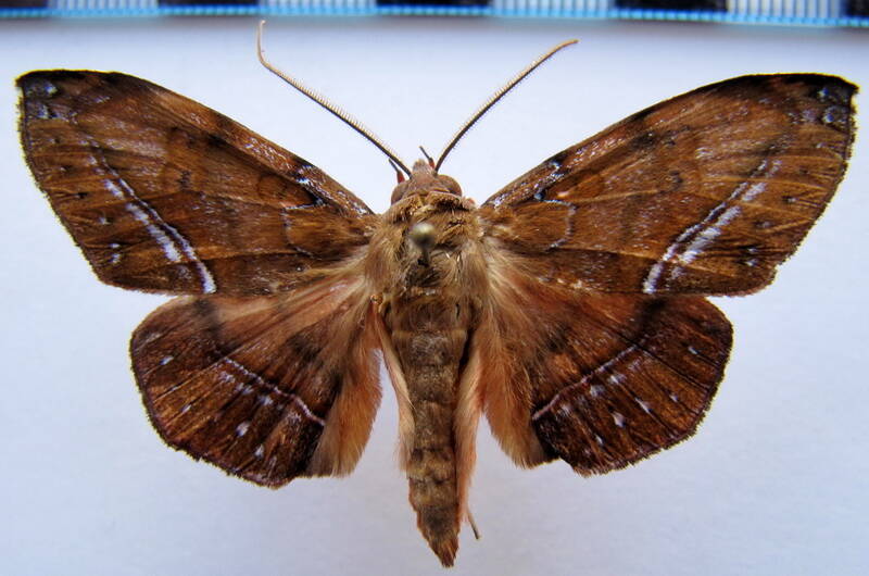 argidia_tomyris_02_gf-standard.jpg