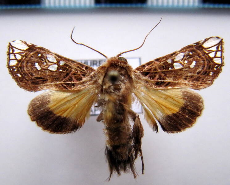 argyrosticta_ditissima_eq-standard-j3r4ut.jpg