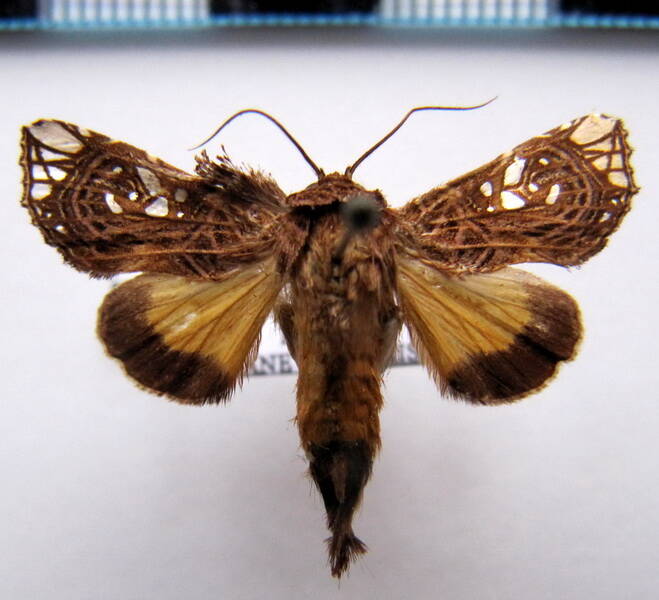 argyrosticta_ditissima_gf-standard-z24olk.jpg