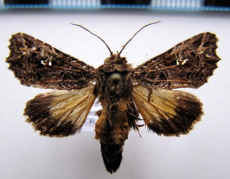 argyrosticta_vauaurea_bol-standard-iwbeko.jpg