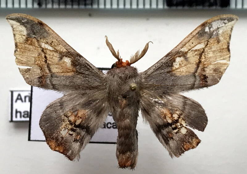Arianilla_haxairei_m02_Guyane fr