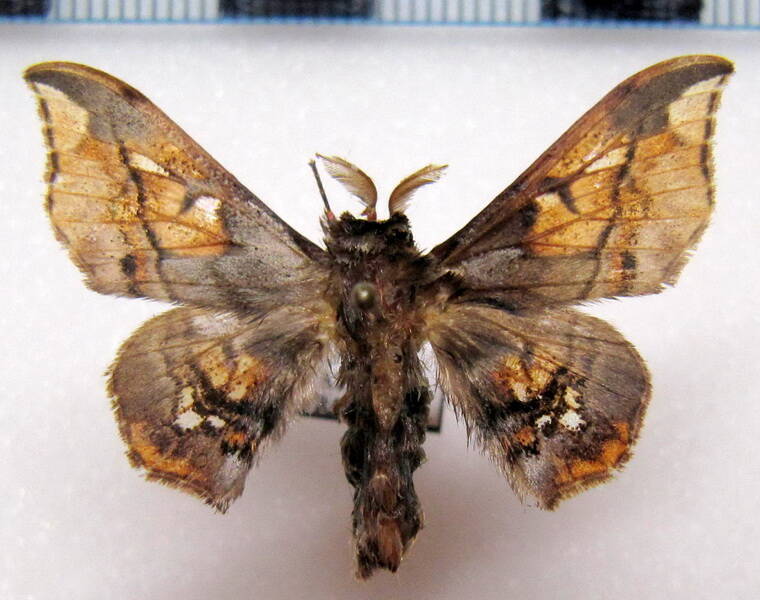 Arianula_haxairei_Guyane fr