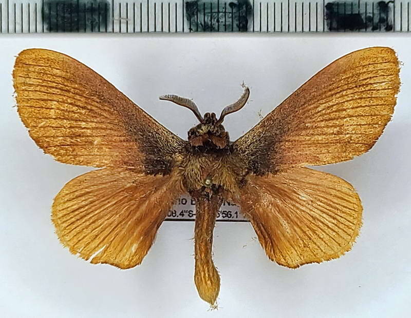 Arotros_rozama_m_Equateur