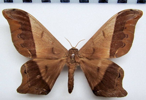 Arsenura albopicta mâle Guyane française