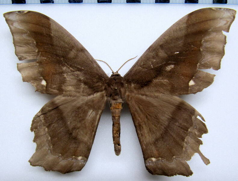 arsenura_batesii_batesii_eq_m-standard.jpg