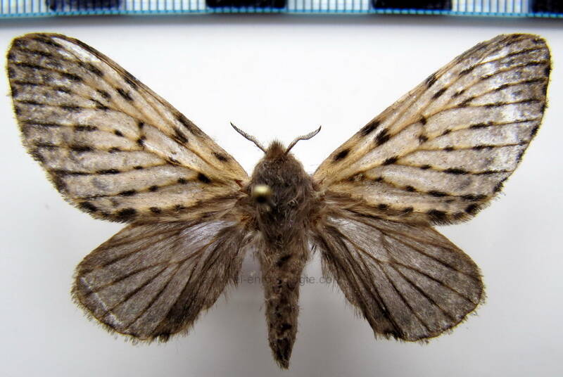 artace_sp194_Guyane fr