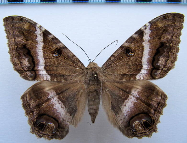 ascalapha_odorata_01_Mexique