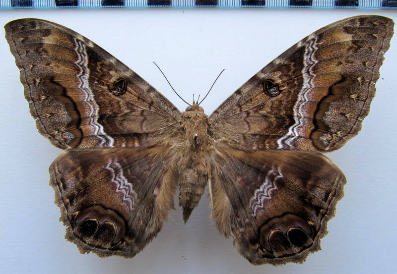 ascalapha_odorata_02_Mexique