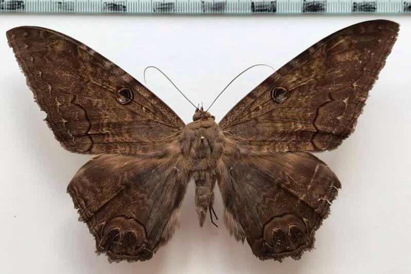 ascalapha_odorata_m_Equateur
