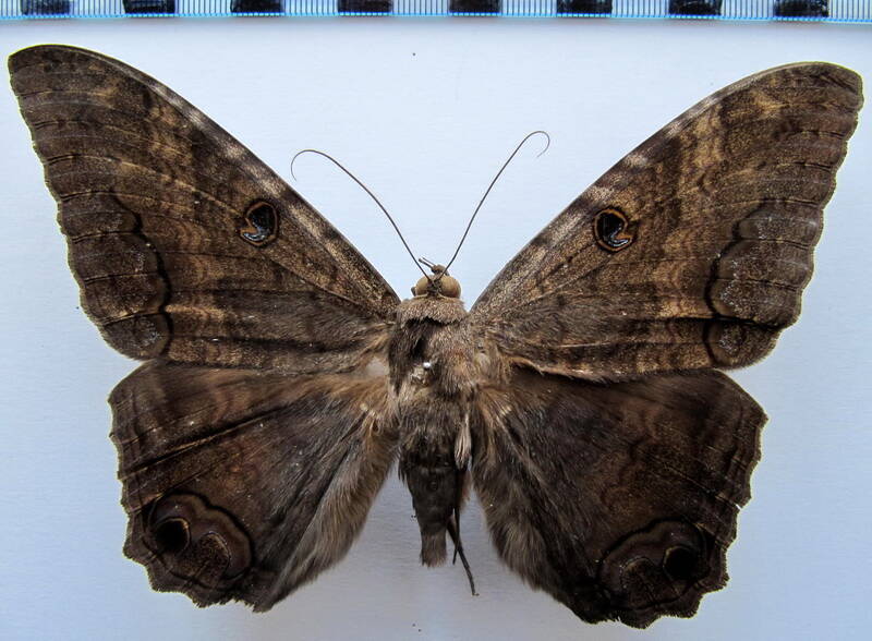 ascalapha_odorata_Perou