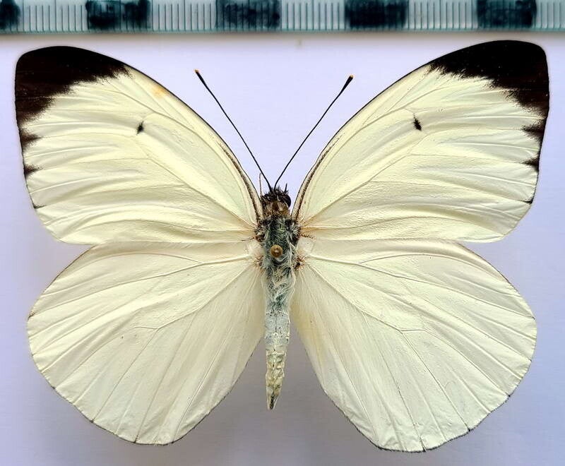 Ascia buniae mâle A1-  Pérou