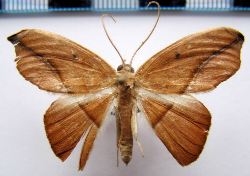 astatomorpha_virgultaria_gf-standard.jpg