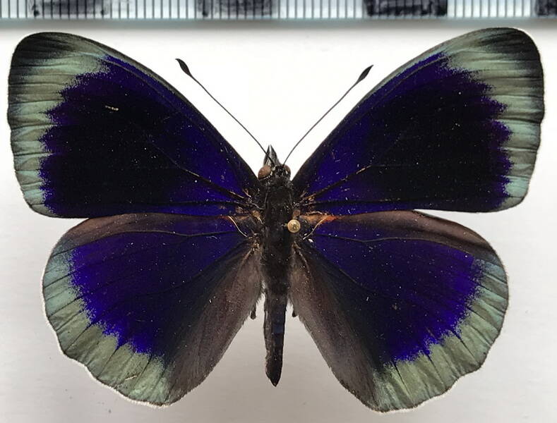 asterope_degandii_adamsi_m_perou-standard.jpg
