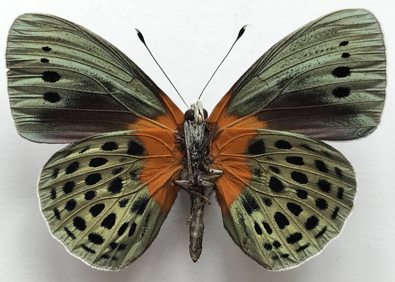 asterope_degandii_adamsi_m_perou_v-standard.jpg