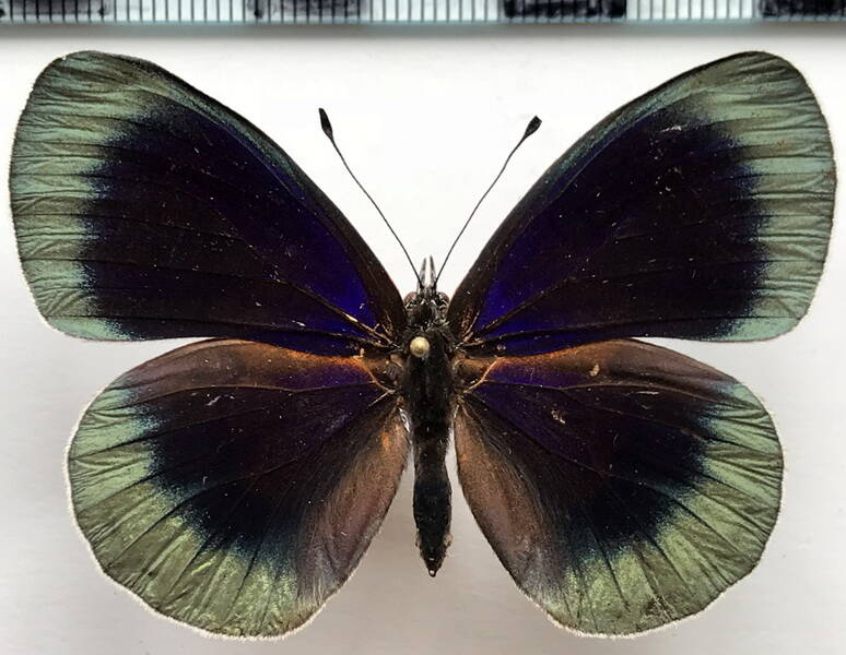 asterope_degandii_caelestis_f_eq-standard.jpg