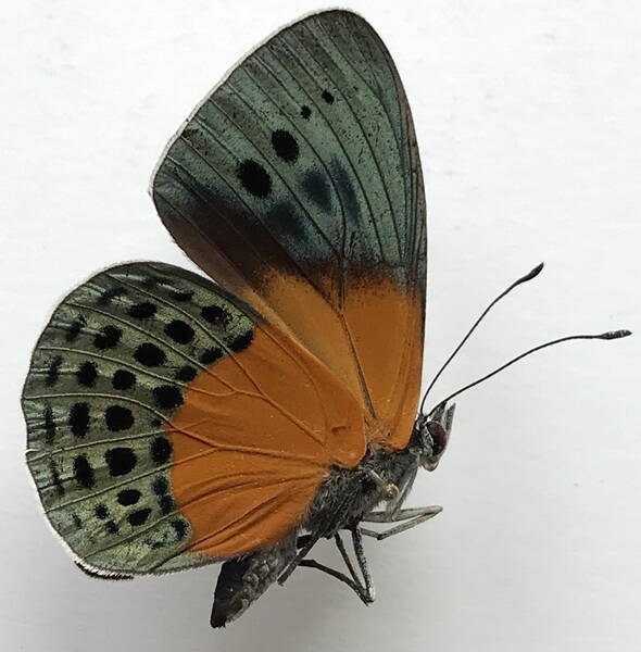 asterope_degandii_caelestis_m_eq_v-standard.jpg