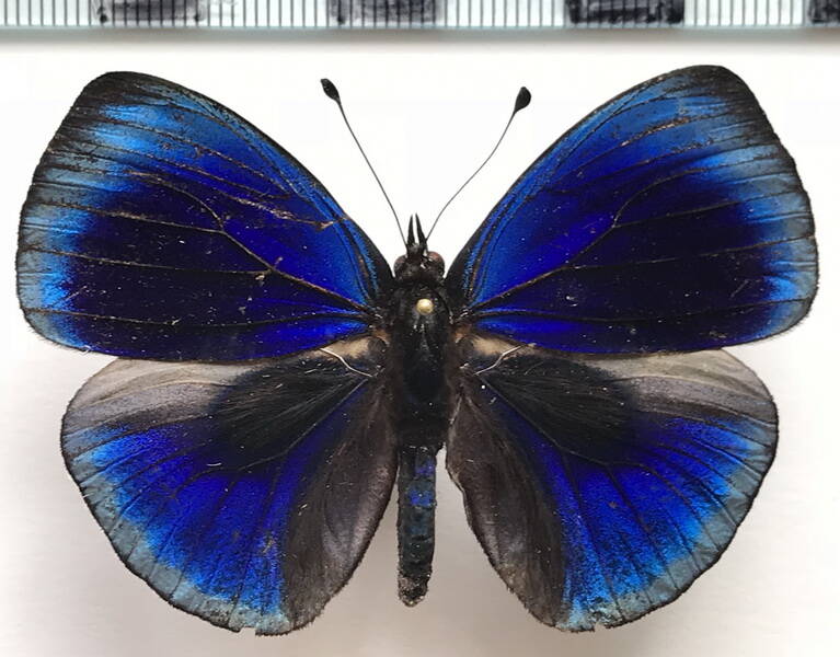asterope_leprieuri_depuiseti_m_eq-standard.jpg
