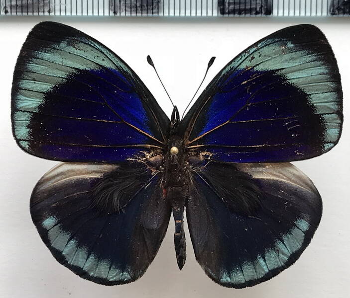 asterope_leprieuri_leprieuri_m_bresil-standard.jpg