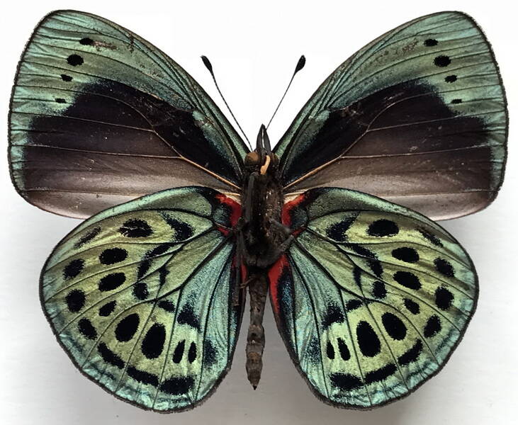 asterope_leprieuri_leprieuri_m_bresil_v-standard.jpg