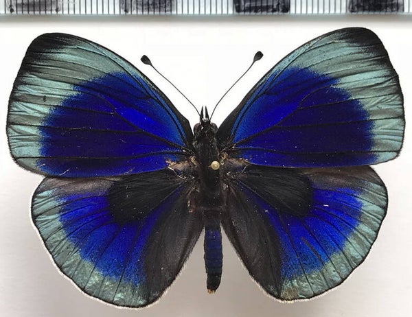 Asterope leprieuri photima mâle A1-  Pérou