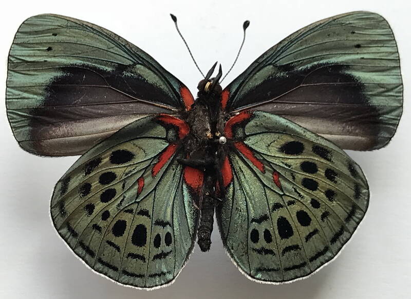 asterope_leprieuri_philotima_m_perou_v-standard.jpg
