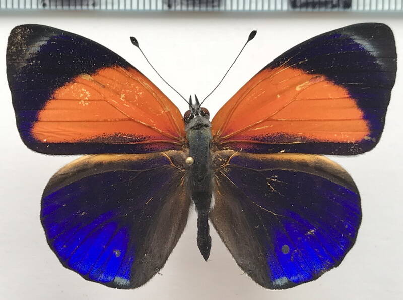 asterope_markii_m_eq-standard-6pj8ka.jpg