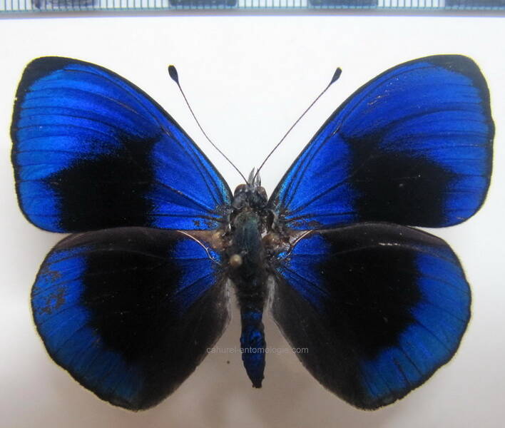 asterope_saphira_m01_bresil-standard.jpg