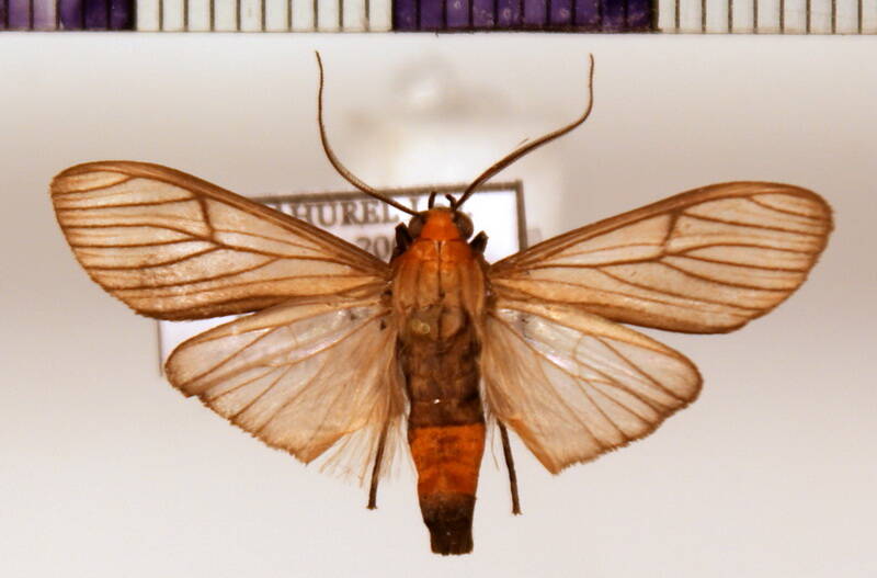 athyphopsis_modesta_m-standard.jpg