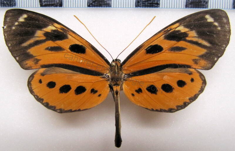 athyrtis_mechanitis_salvini_m02_perou-standard.jpg