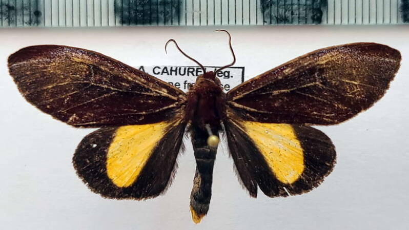 aucula_cahureli_m02_gf-standard.jpg