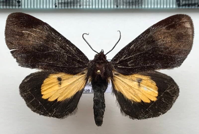 aucula_jenia_m_eq-standard-d5qkdv.jpg