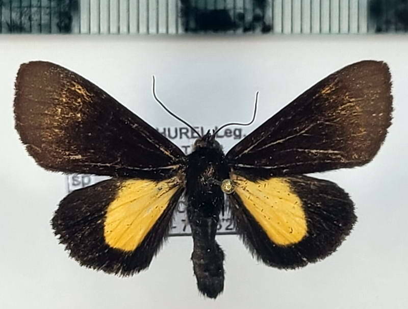 aucula_sp1061_m_eq-standard.jpg