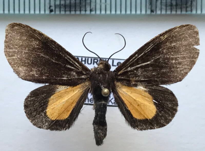 aucula_sp483_m_gf-standard.jpg