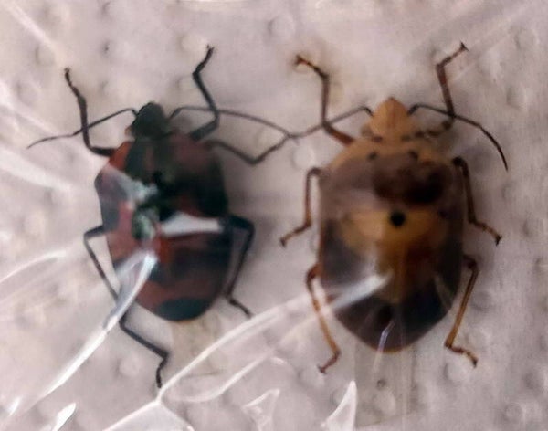 Duo Augocoris gomesi A-  Equateur