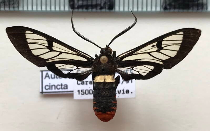 autochloris_cincta_m_bol-standard.jpg
