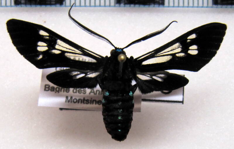 autochloris_flavocincta_m_gf01-standard.jpg