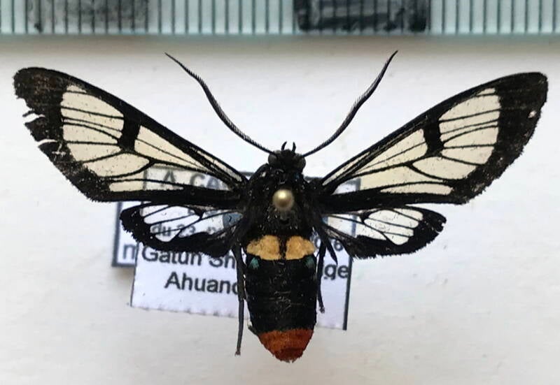 autochloris_mathani_m_eq-standard.jpg