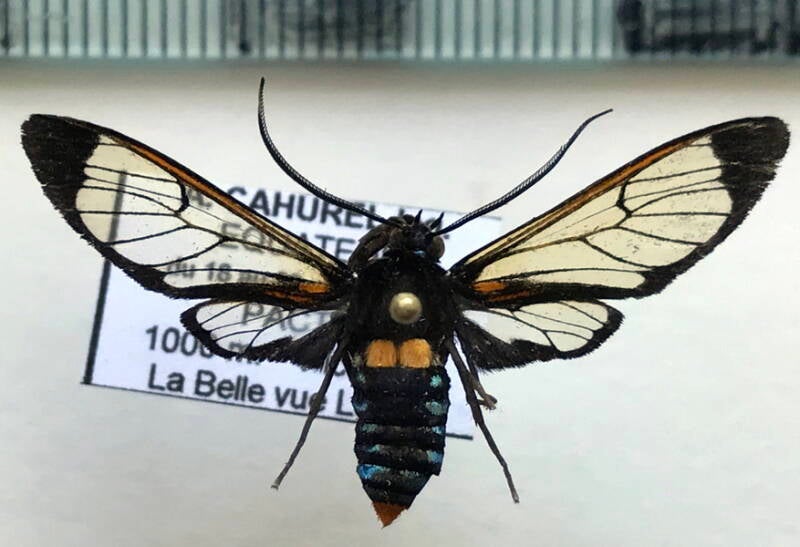 autochloris_sp226_m_eq-standard.jpg