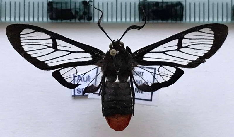 autochloris_sp932_m_bol-standard.jpg