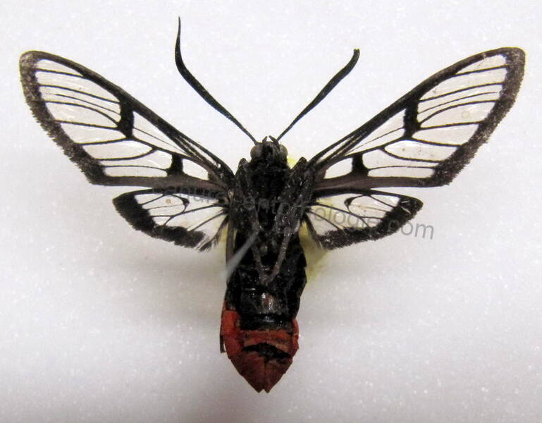 autochloris_verso01-standard.jpg