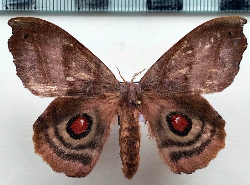 Automerina cypria femelle A1- Equateur