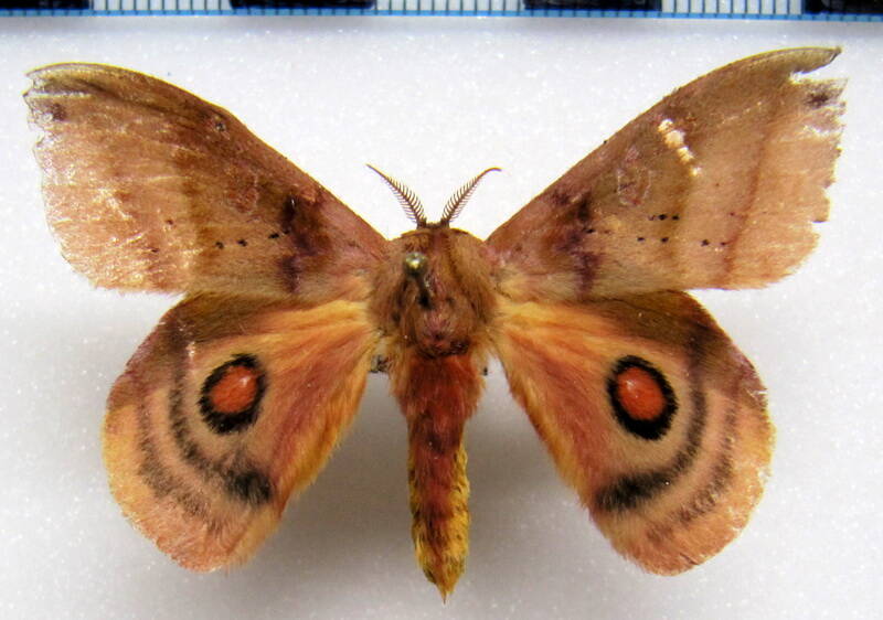 automerina_cypria_gf_m-standard-nfjv6j.jpg